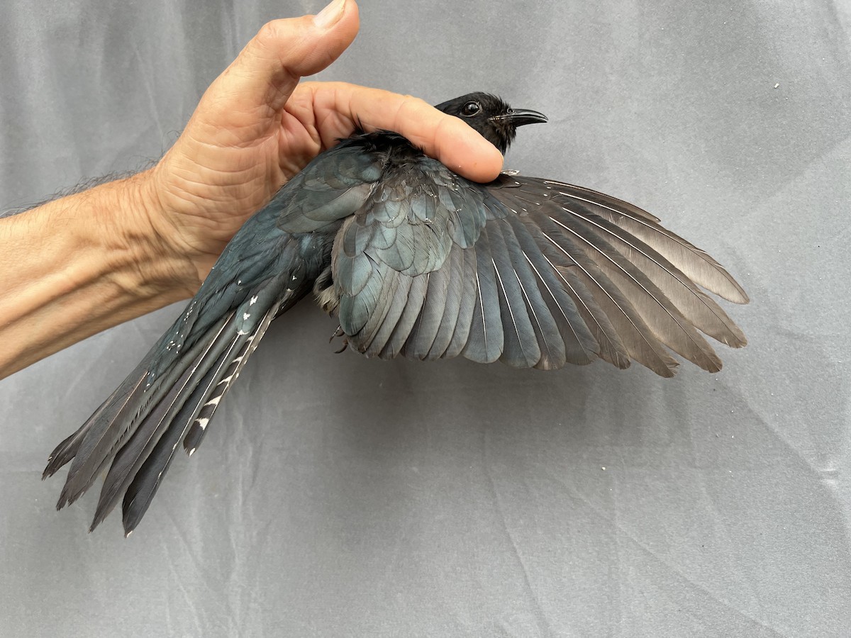 Square-tailed Drongo-Cuckoo - ML646776299