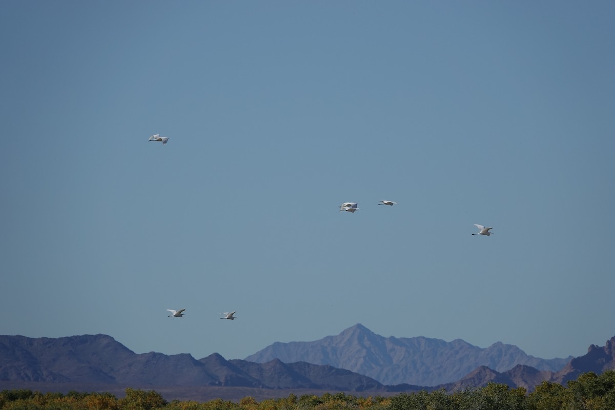 Büyük Ak Balıkçıl - ML646776300