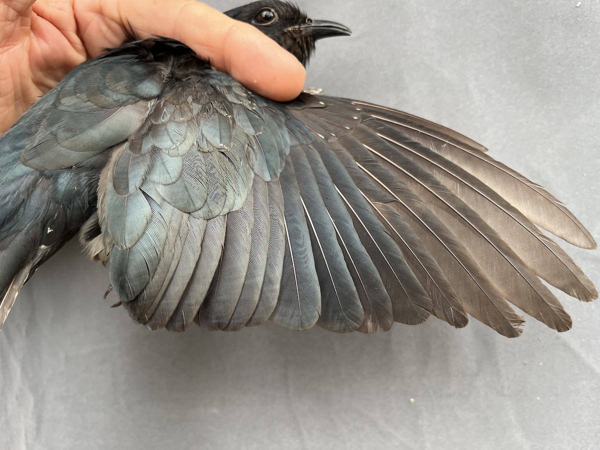 Square-tailed Drongo-Cuckoo - ML646776301