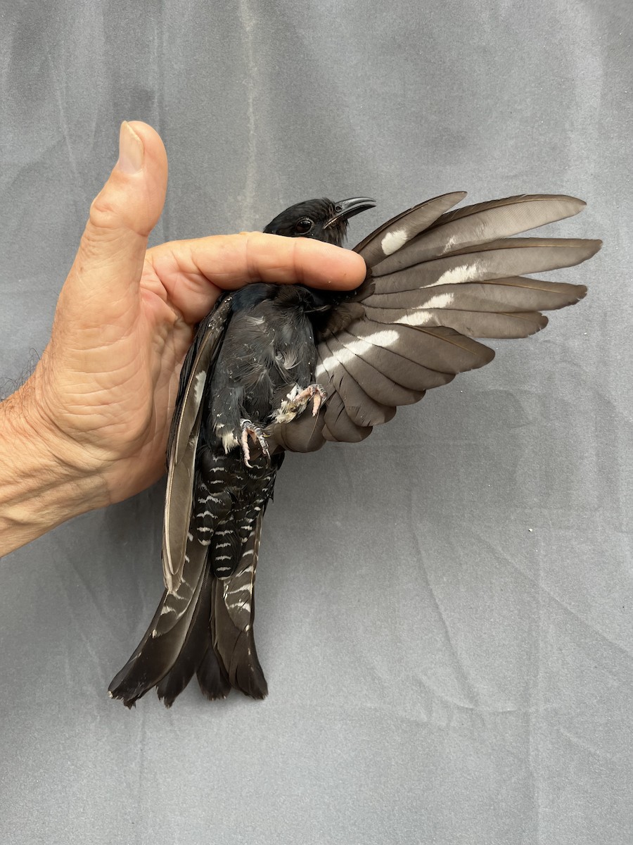 Square-tailed Drongo-Cuckoo - ML646776302