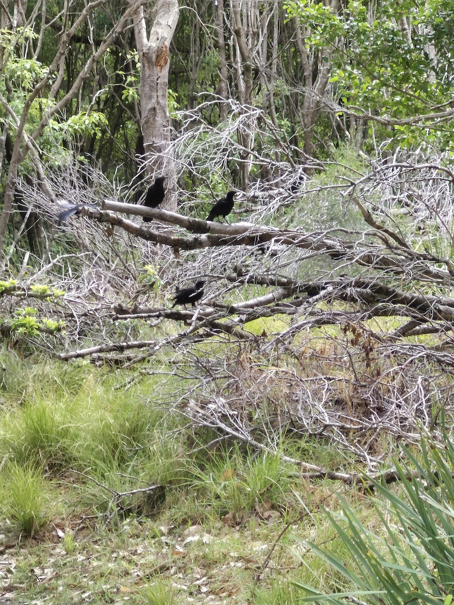 White-winged Chough - ML646776304