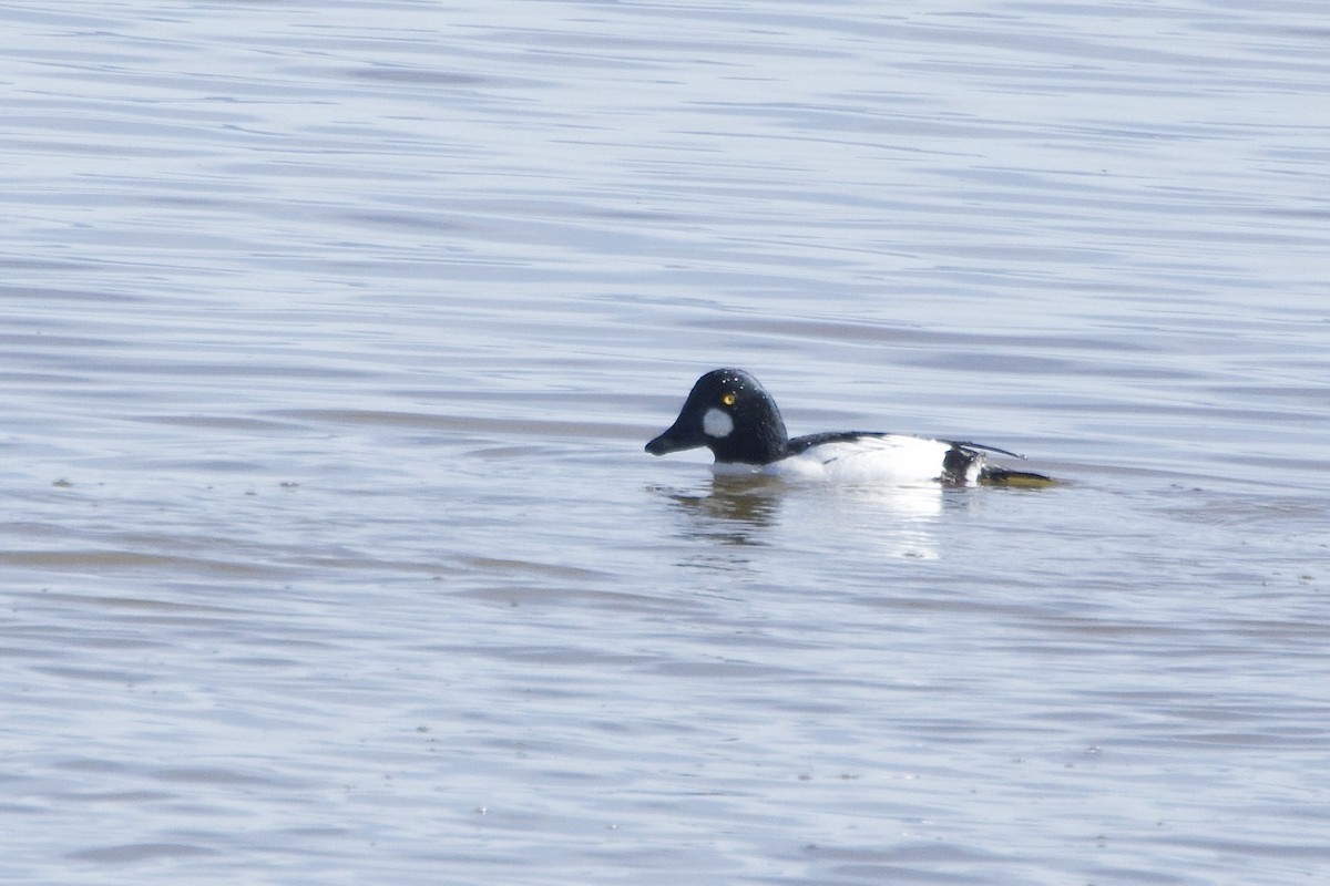 hohol severní - ML646776306