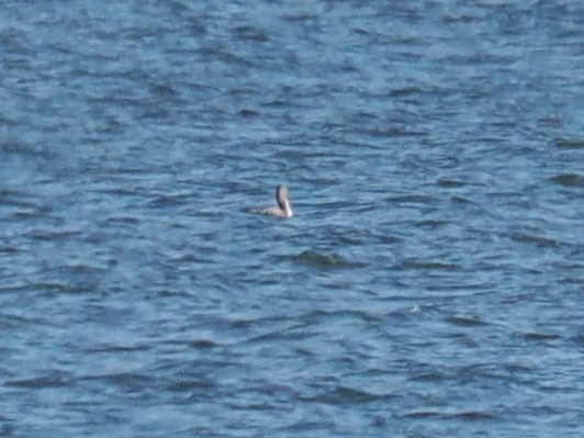 Pazifikoko aliota - ML646776315