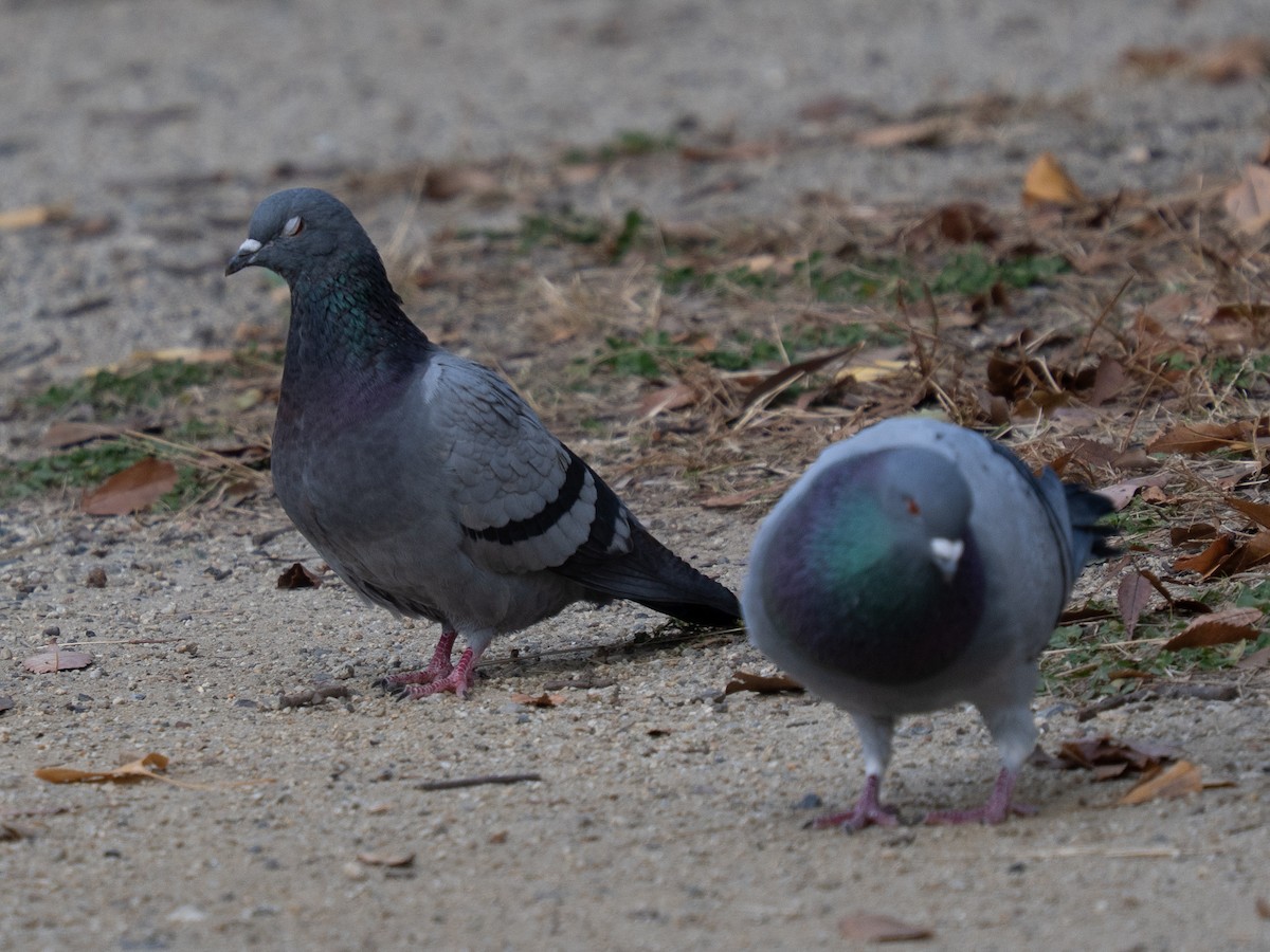 Rock Pigeon (Feral Pigeon) - ML646776316