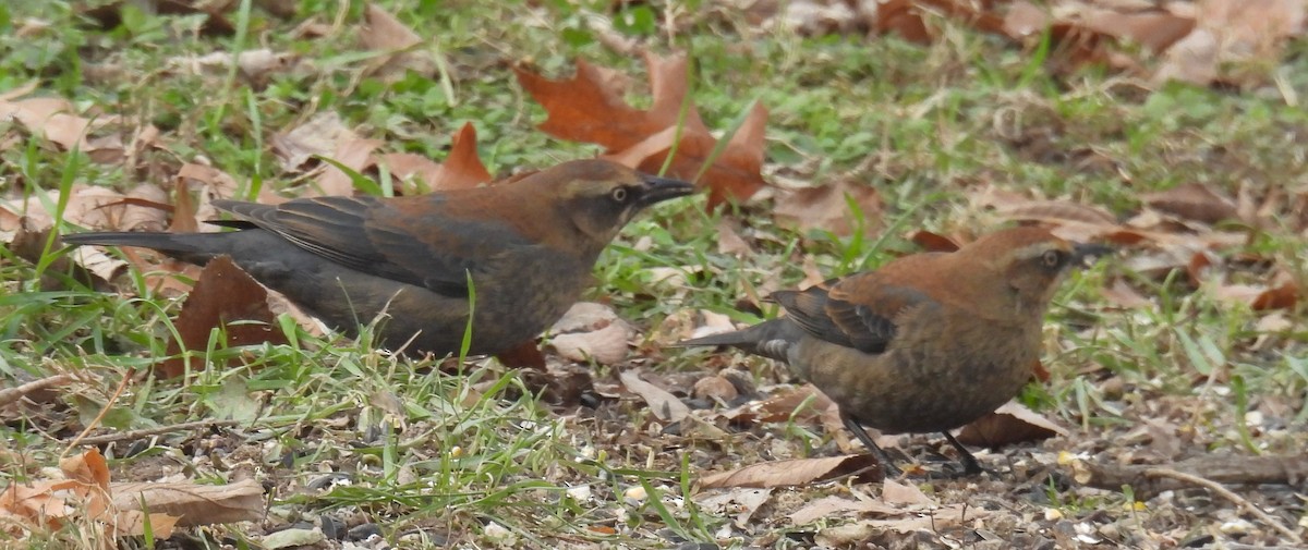 クロムクドリモドキ - ML646776319