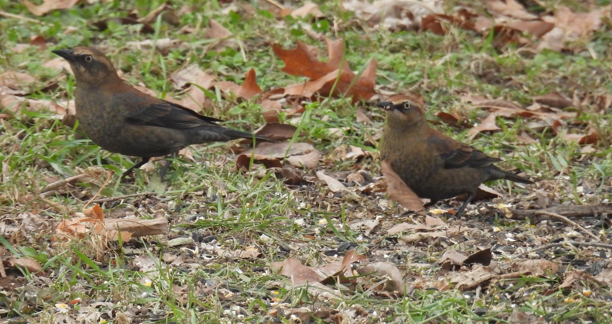 クロムクドリモドキ - ML646776320