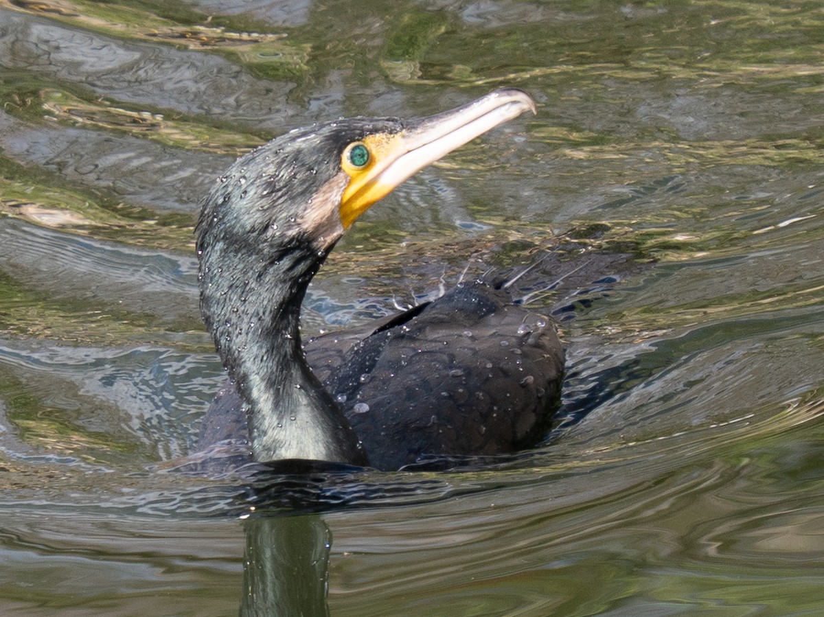 Great Cormorant - ML646776321