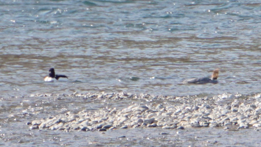 Common Goldeneye - ML646776324