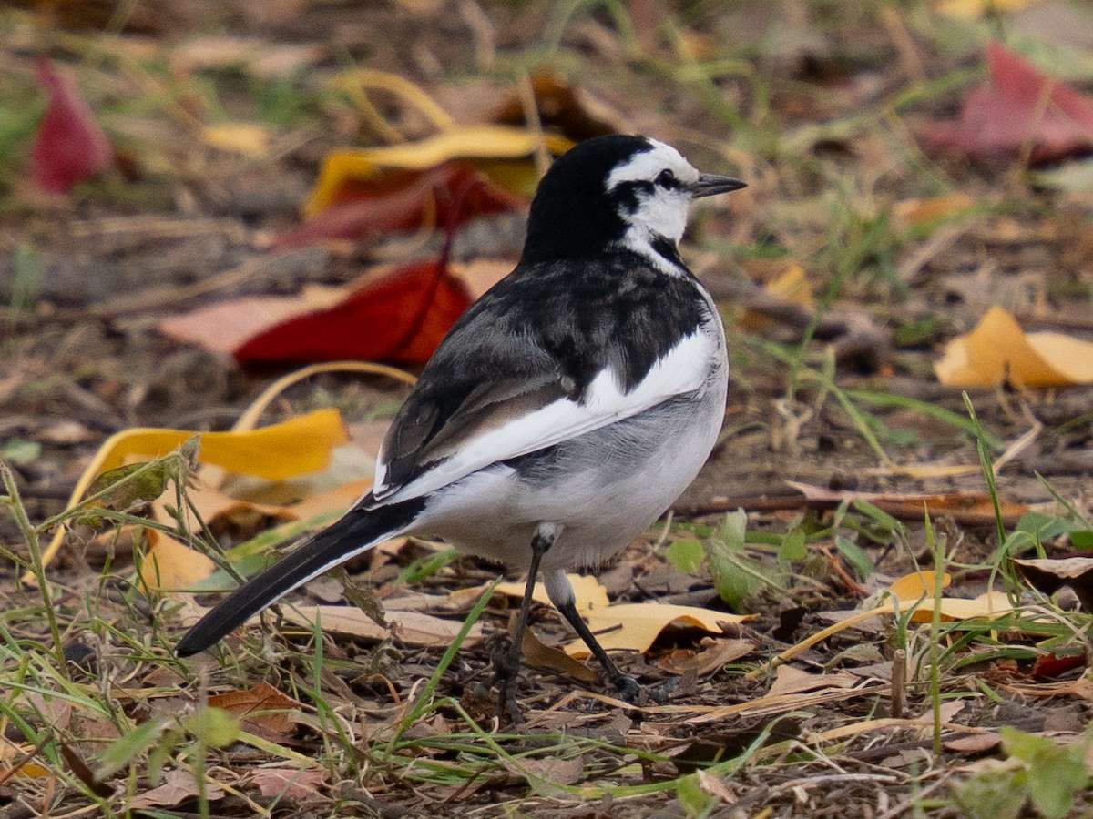 White Wagtail - ML646776328