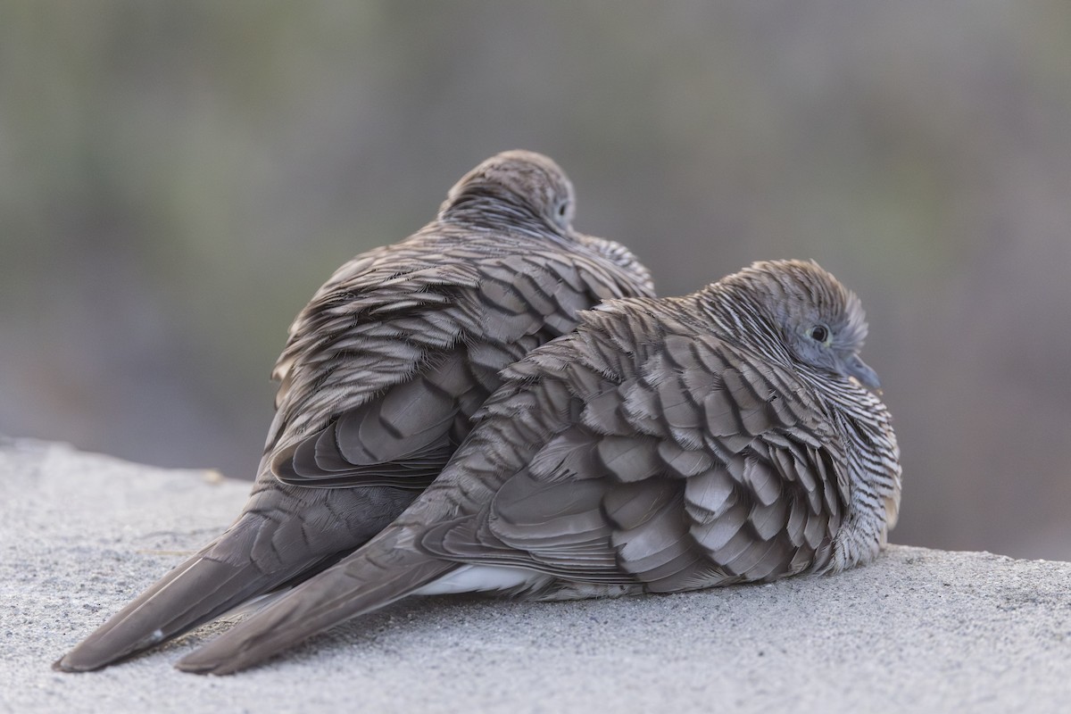 Горлиця смугаста - ML646776329