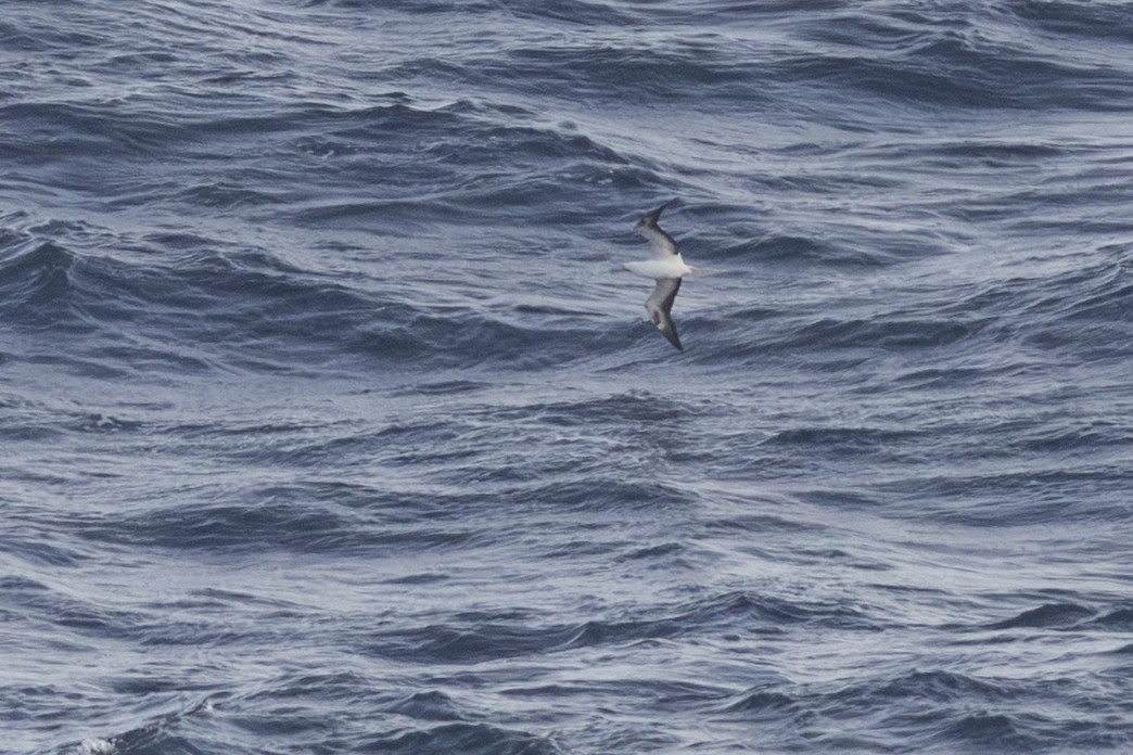 Red-footed Booby - ML646776330
