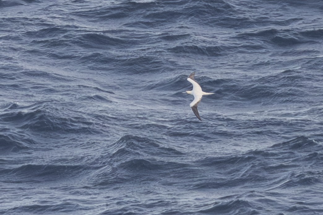 Red-footed Booby - ML646776331