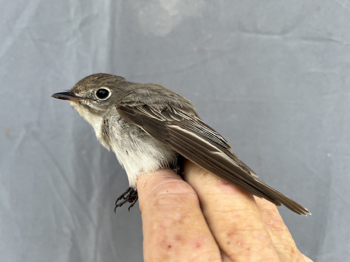 Asian Brown Flycatcher - ML646776332