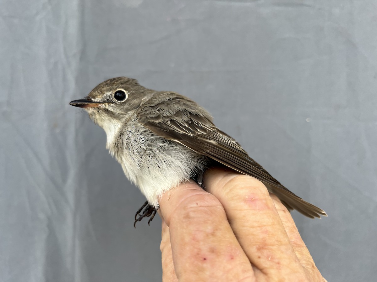 Asian Brown Flycatcher - ML646776333