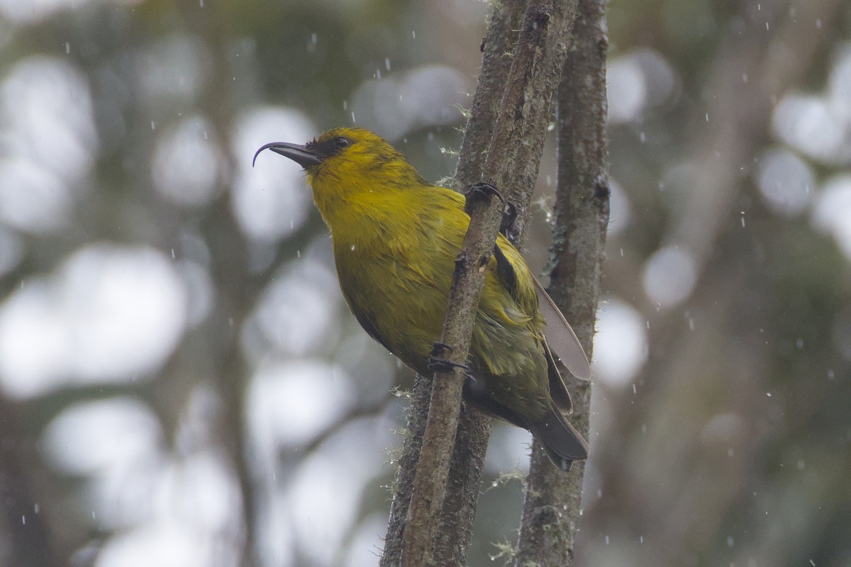 Akiapolaau - ML646776340