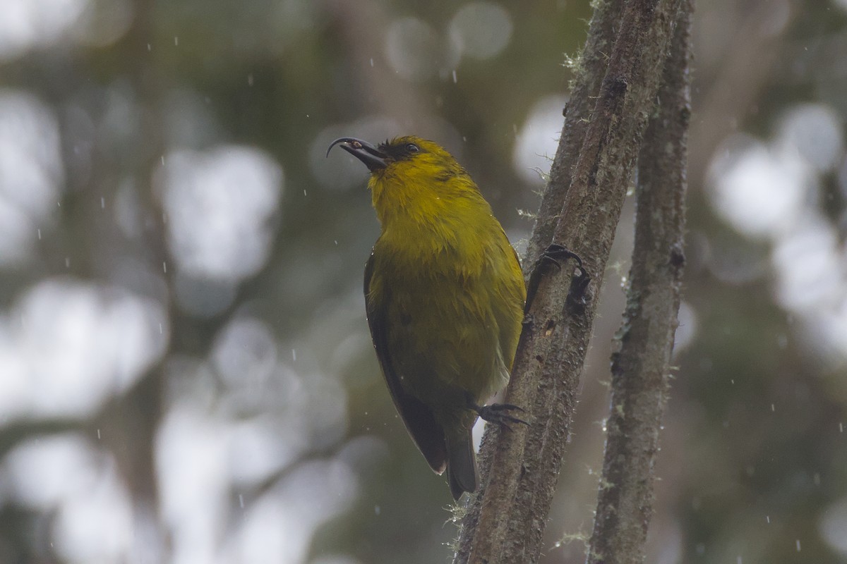 Akiapolaau - ML646776341