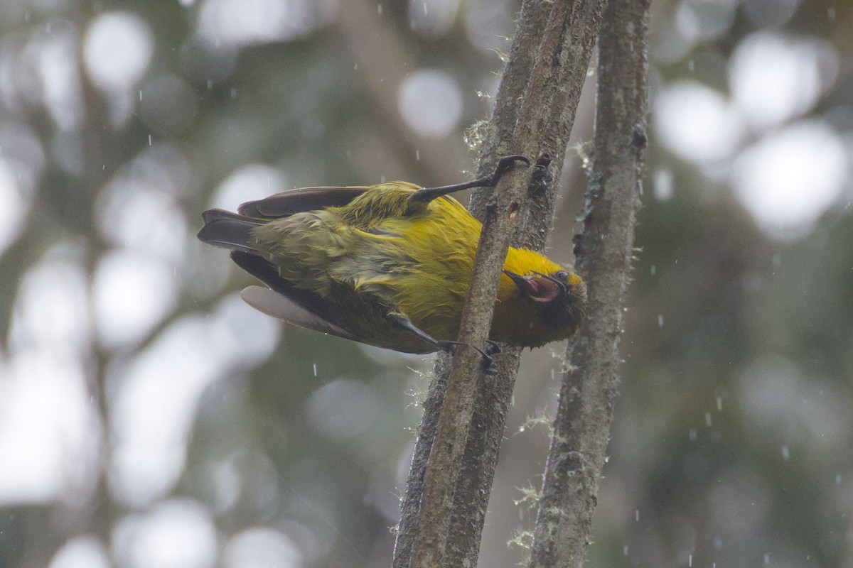 Akiapolaau - ML646776342