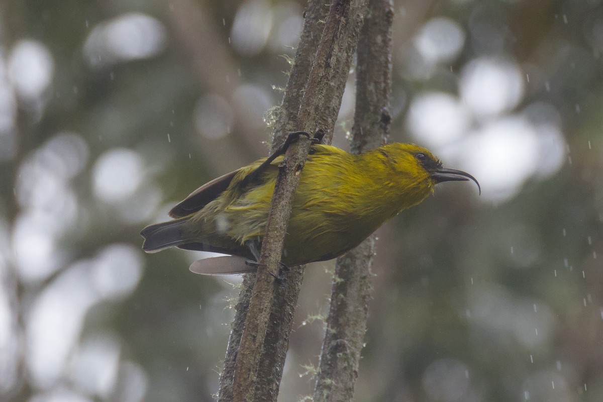 Akiapolaau - ML646776343