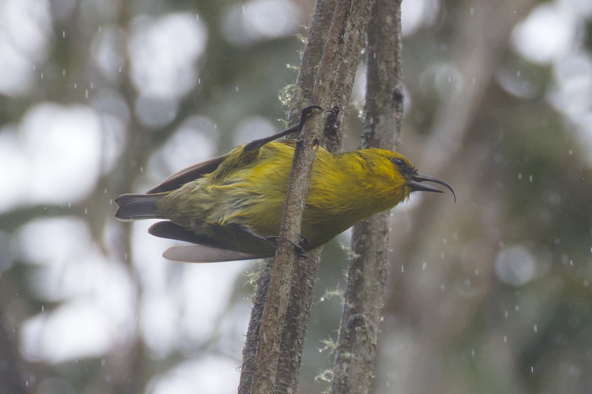 Akiapolaau - ML646776344