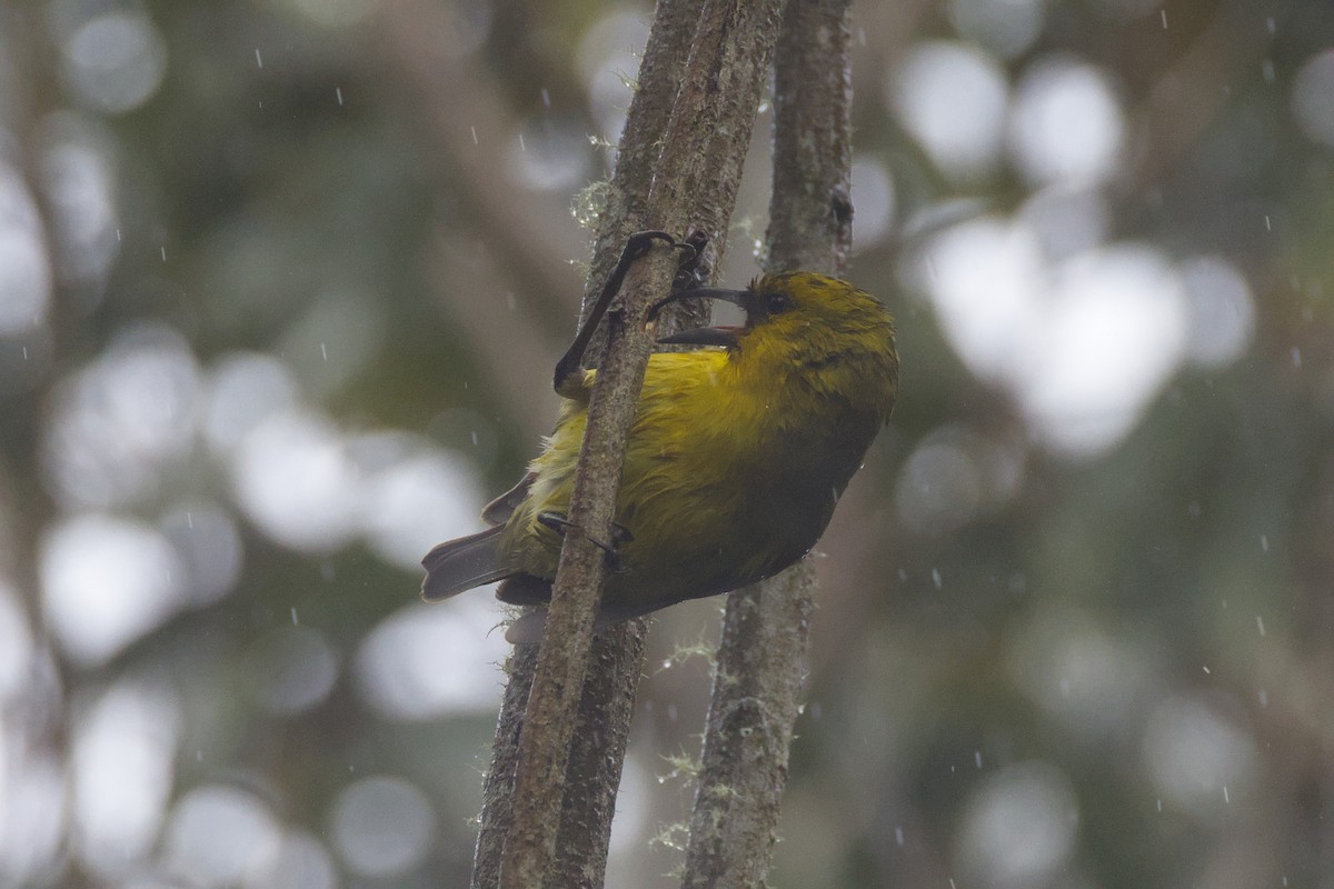 Akiapolaau - ML646776345