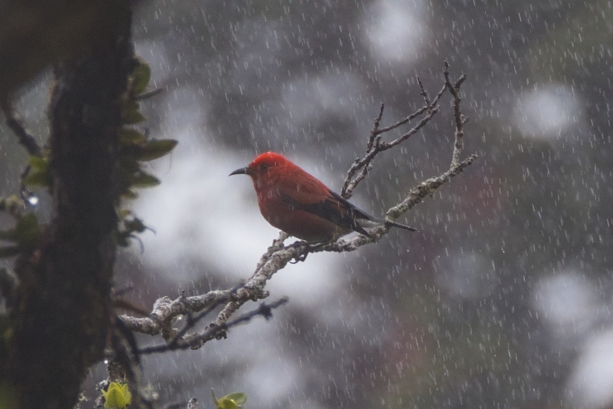 šatovník karmínový - ML646776346