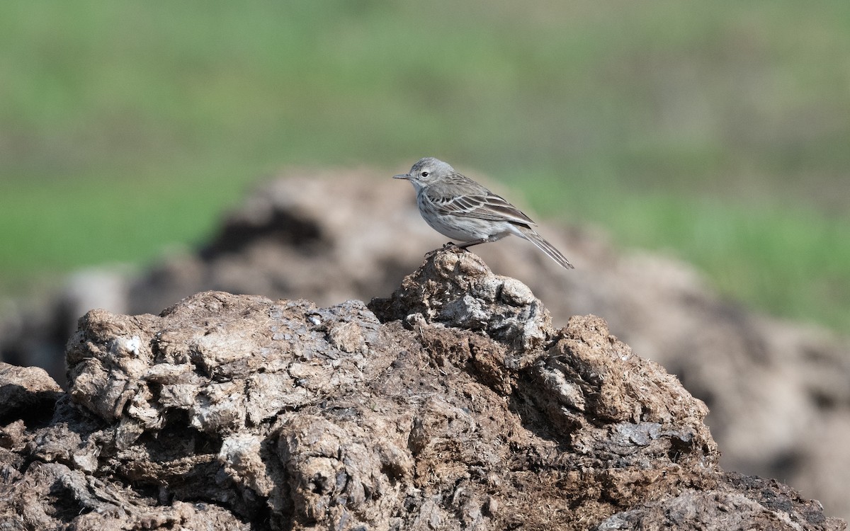 Харзны шийхнүүхэй - ML646776347