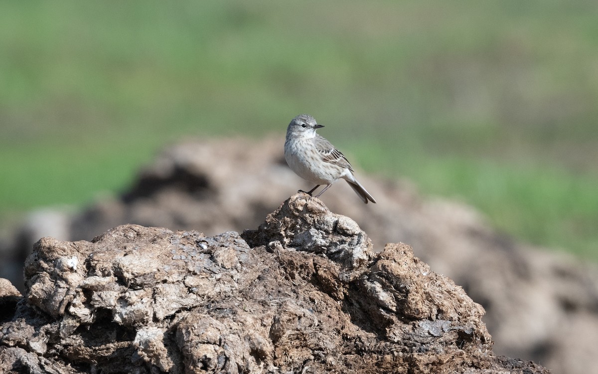 Харзны шийхнүүхэй - ML646776348