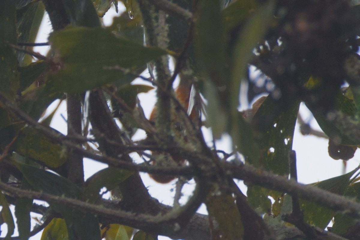 Hawaii Akepa - ML646776350