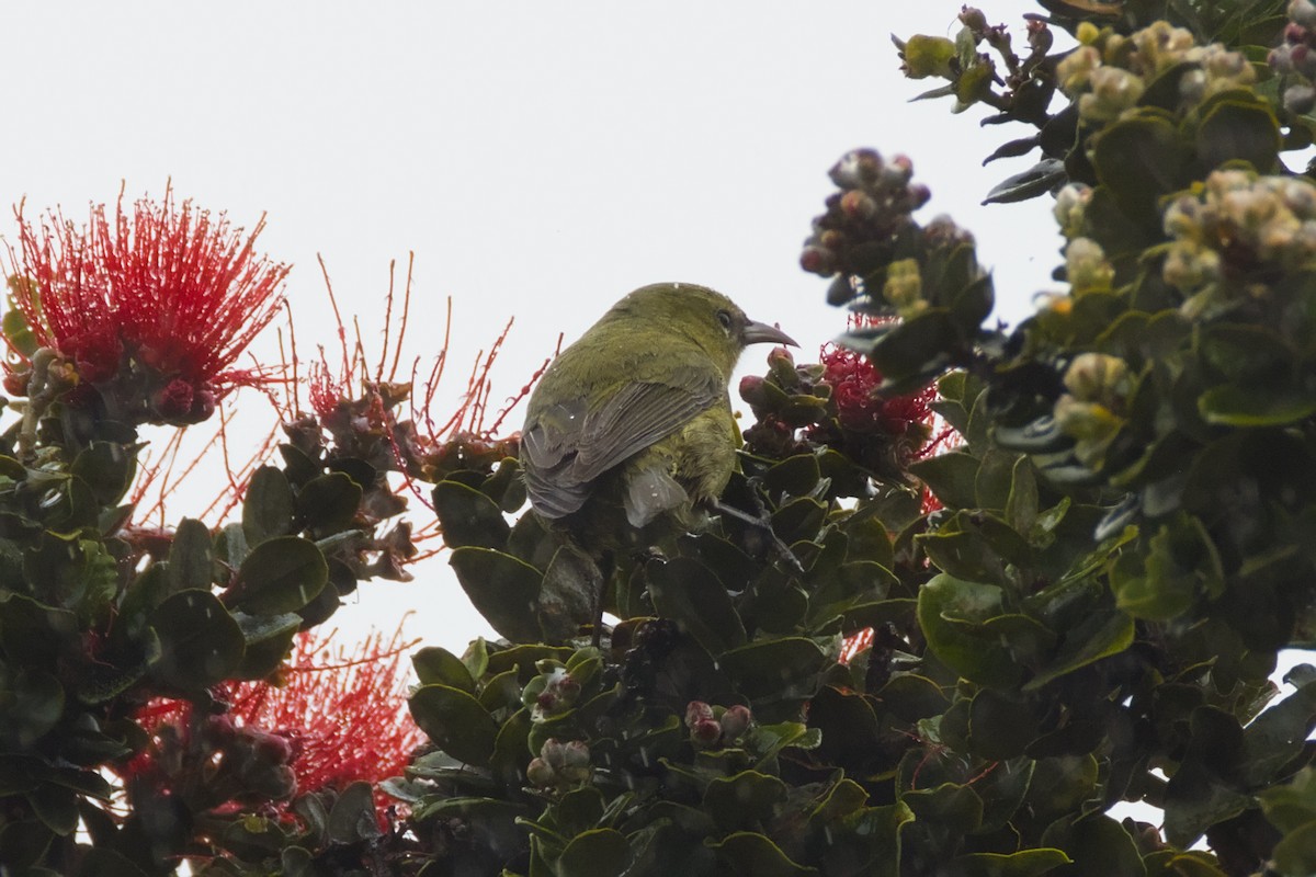 Hawaii Amakihi - ML646776351