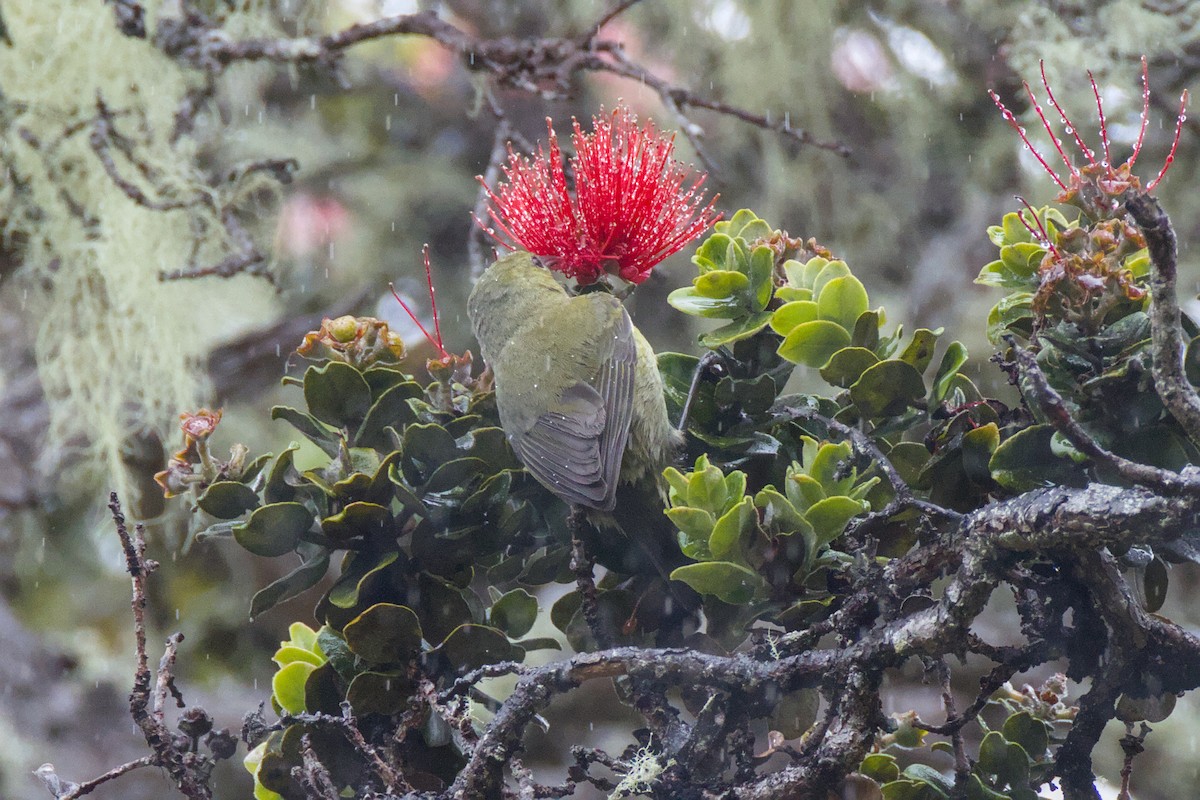 Hawaii Amakihi - ML646776352