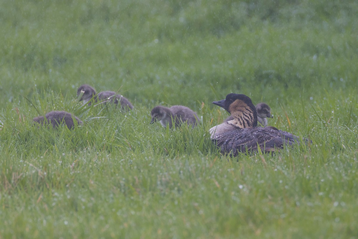Hawaiian Goose - ML646776354