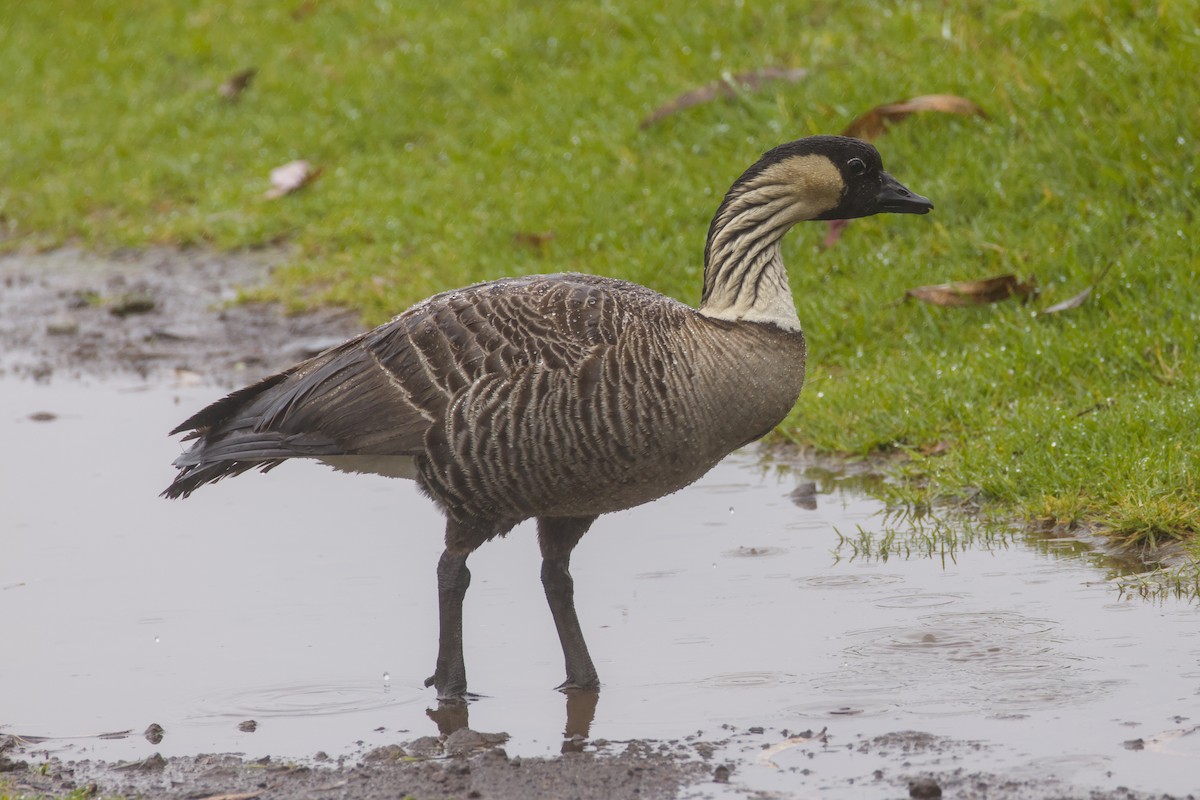 Hawaiian Goose - ML646776355