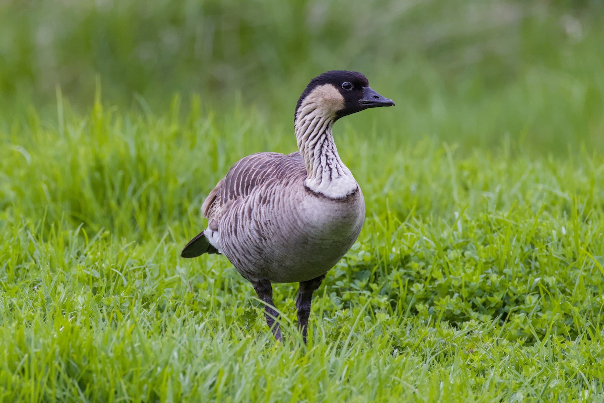 Hawaiian Goose - ML646776356