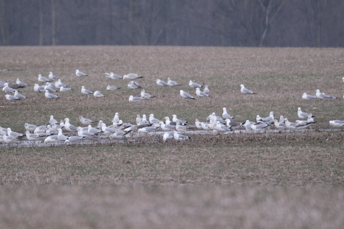 racek žlutonohý - ML646776357