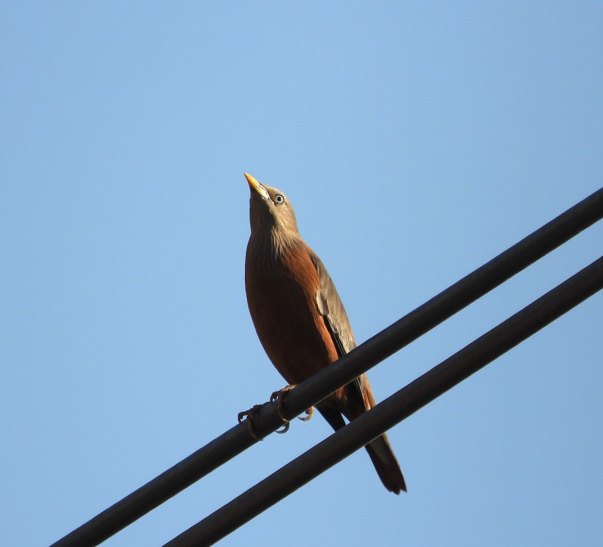 Chestnut-tailed Starling - ML646776361