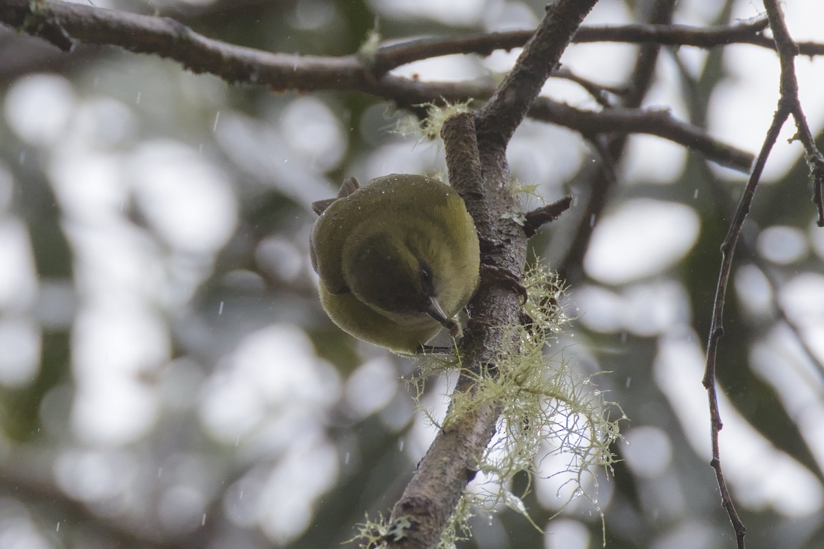 Hawaii Creeper - ML646776362