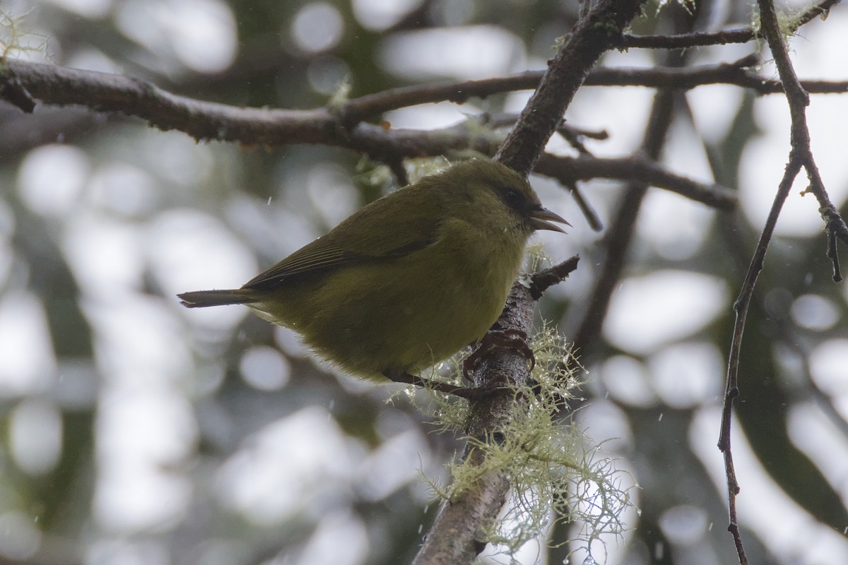 Hawaii Creeper - ML646776363