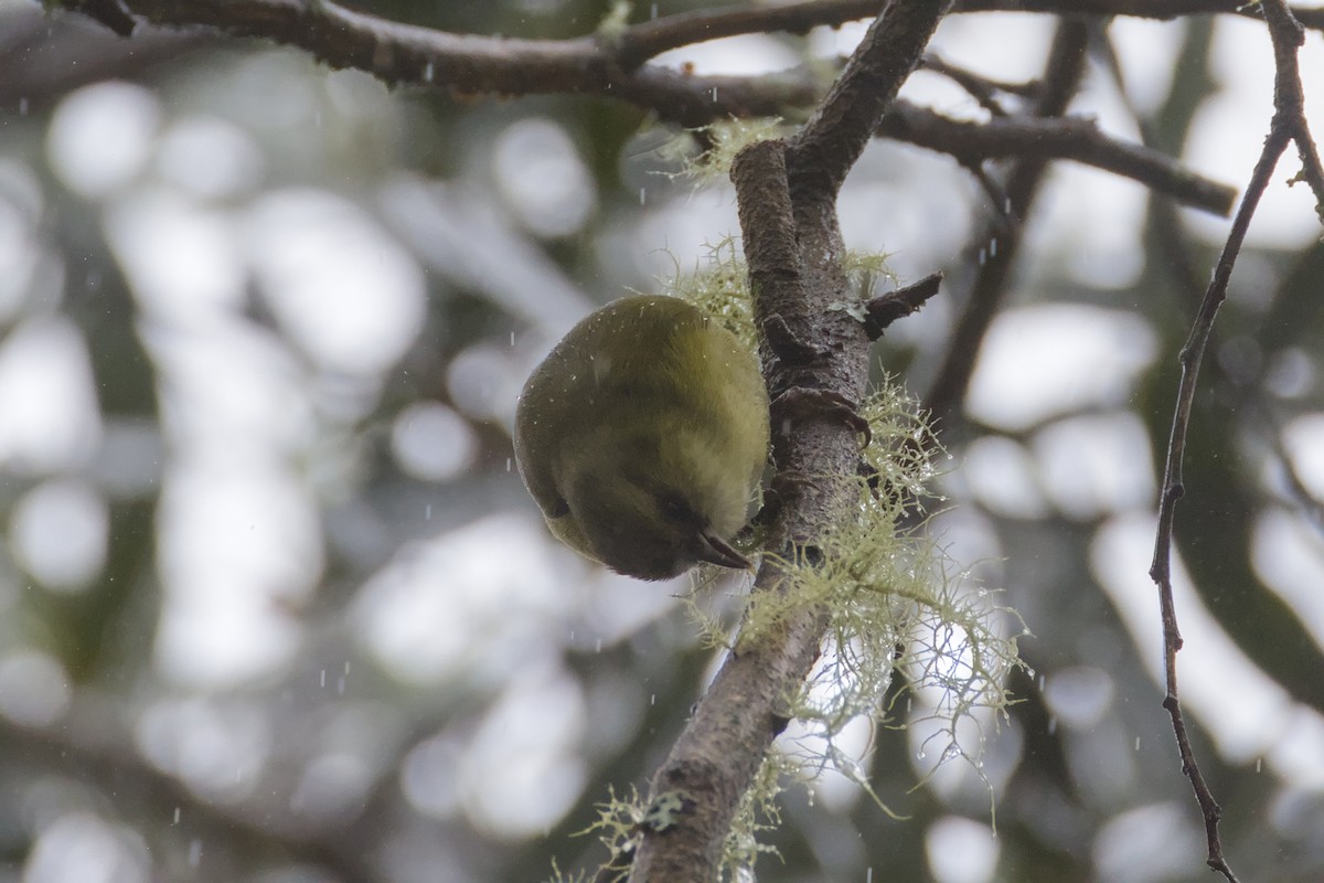 Hawaii Creeper - ML646776364