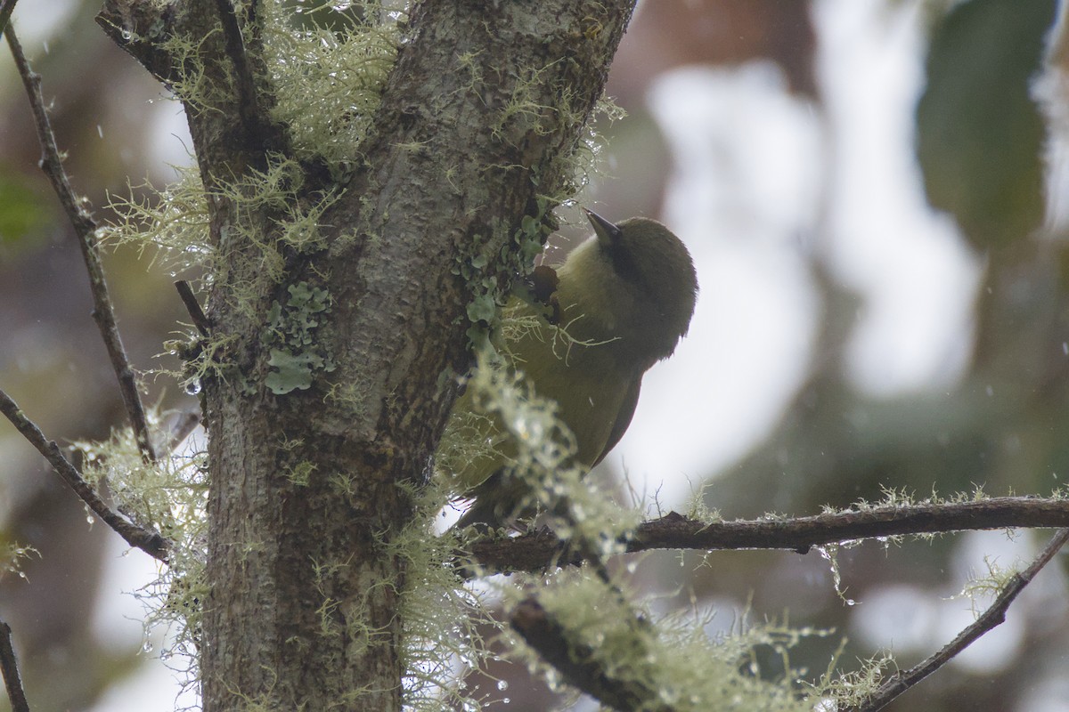 Hawaii Creeper - ML646776365