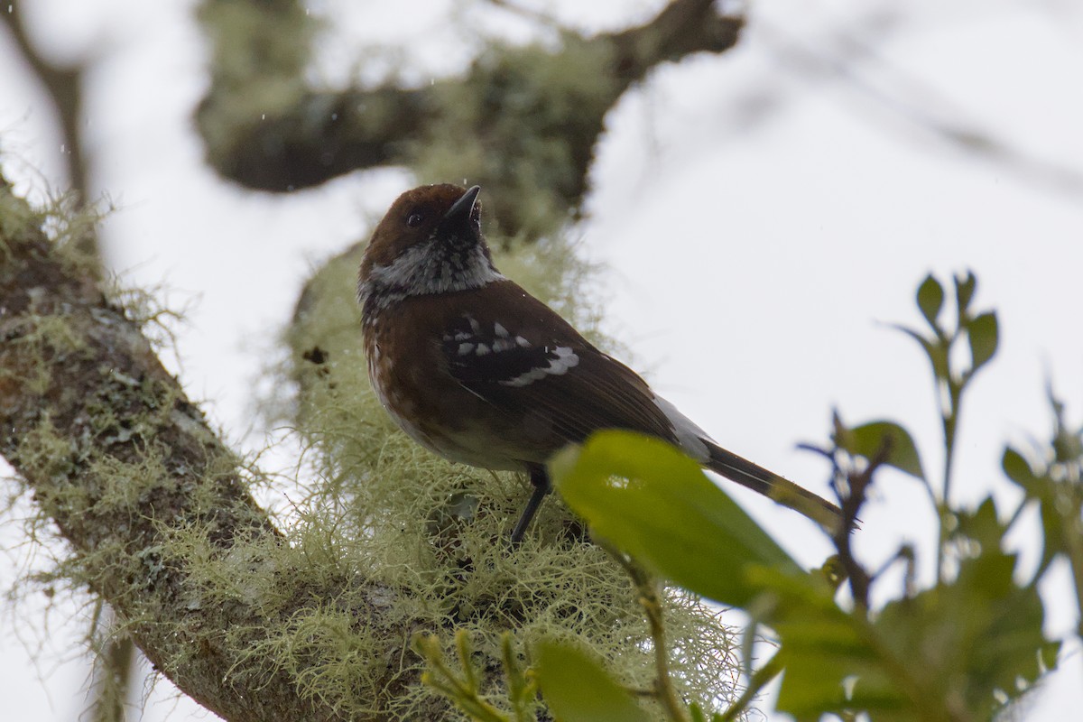 Hawaii Elepaio - ML646776366