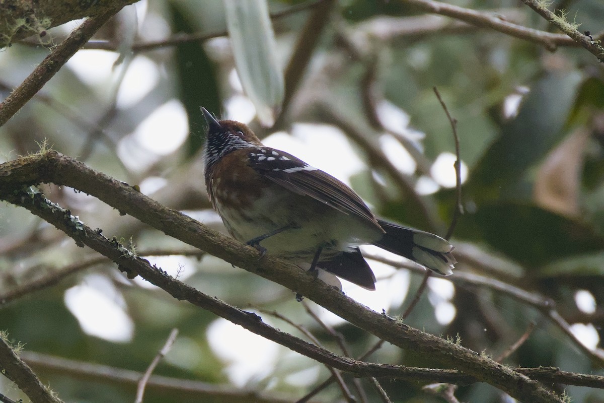 Hawaii Elepaio - ML646776367