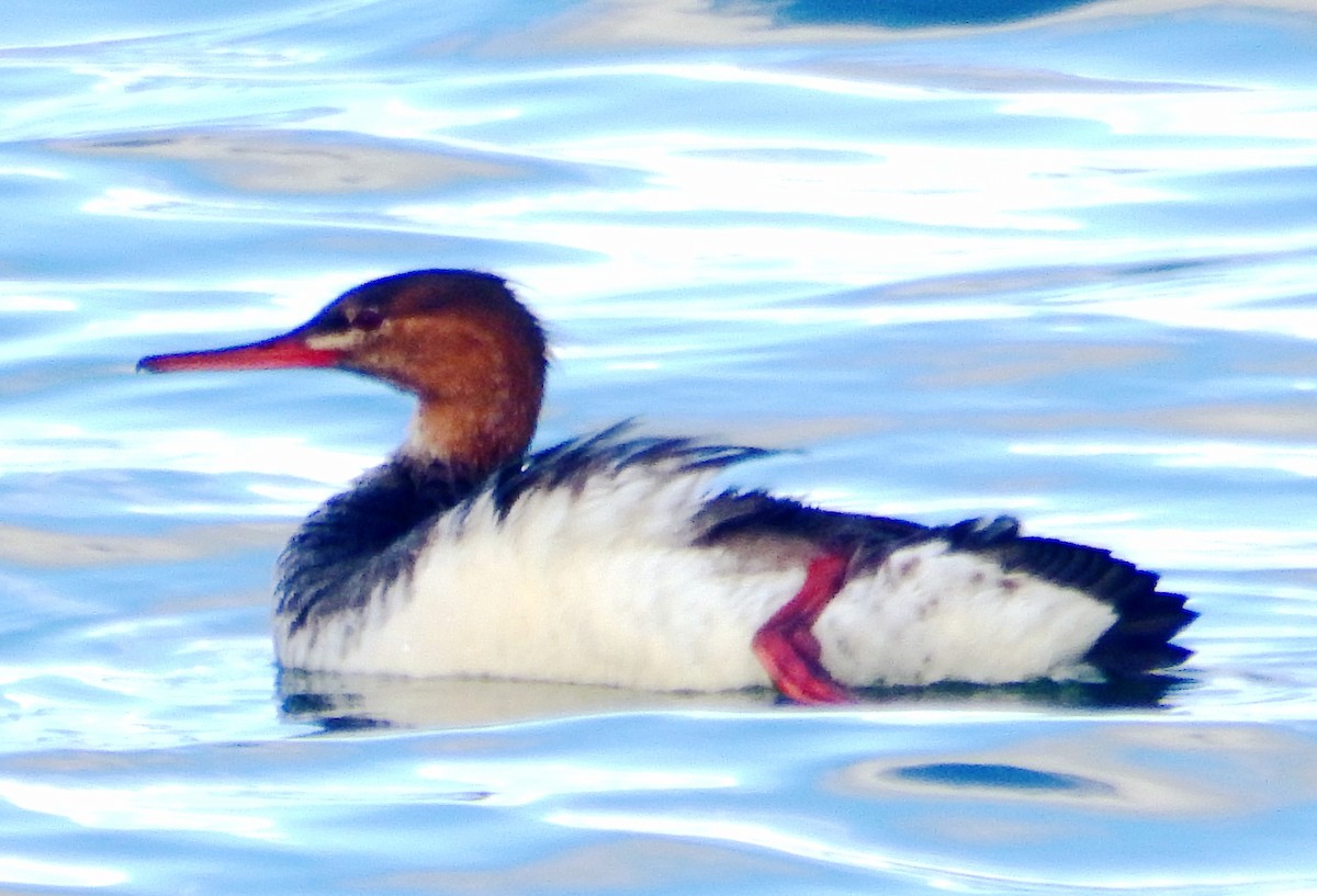 Tarakdiş - ML646776368