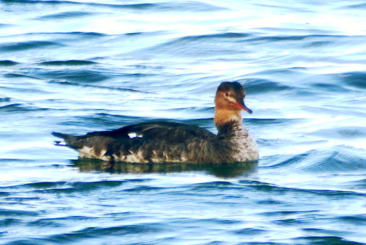 Tarakdiş - ML646776369