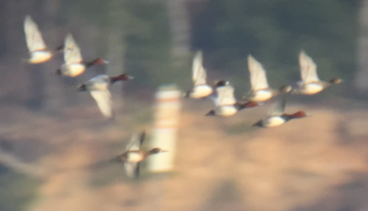 Redhead - ML646776376