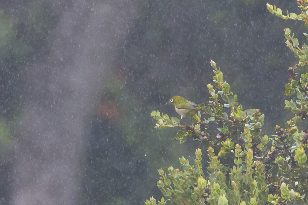 Warbling White-eye - ML646776378
