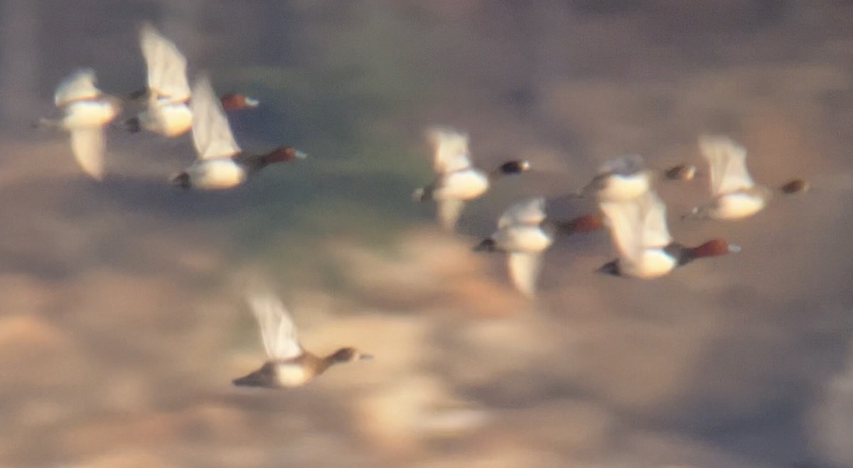 Redhead - ML646776379