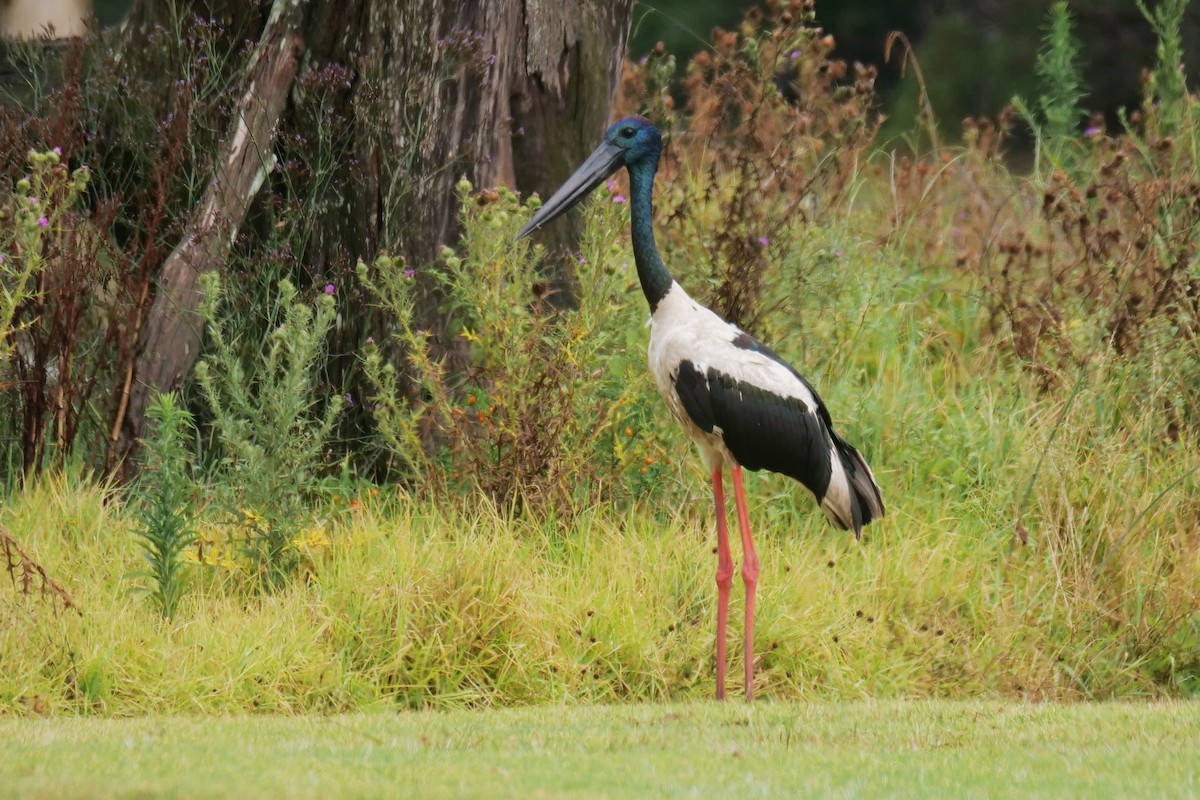 Black-necked Stork - ML646776381