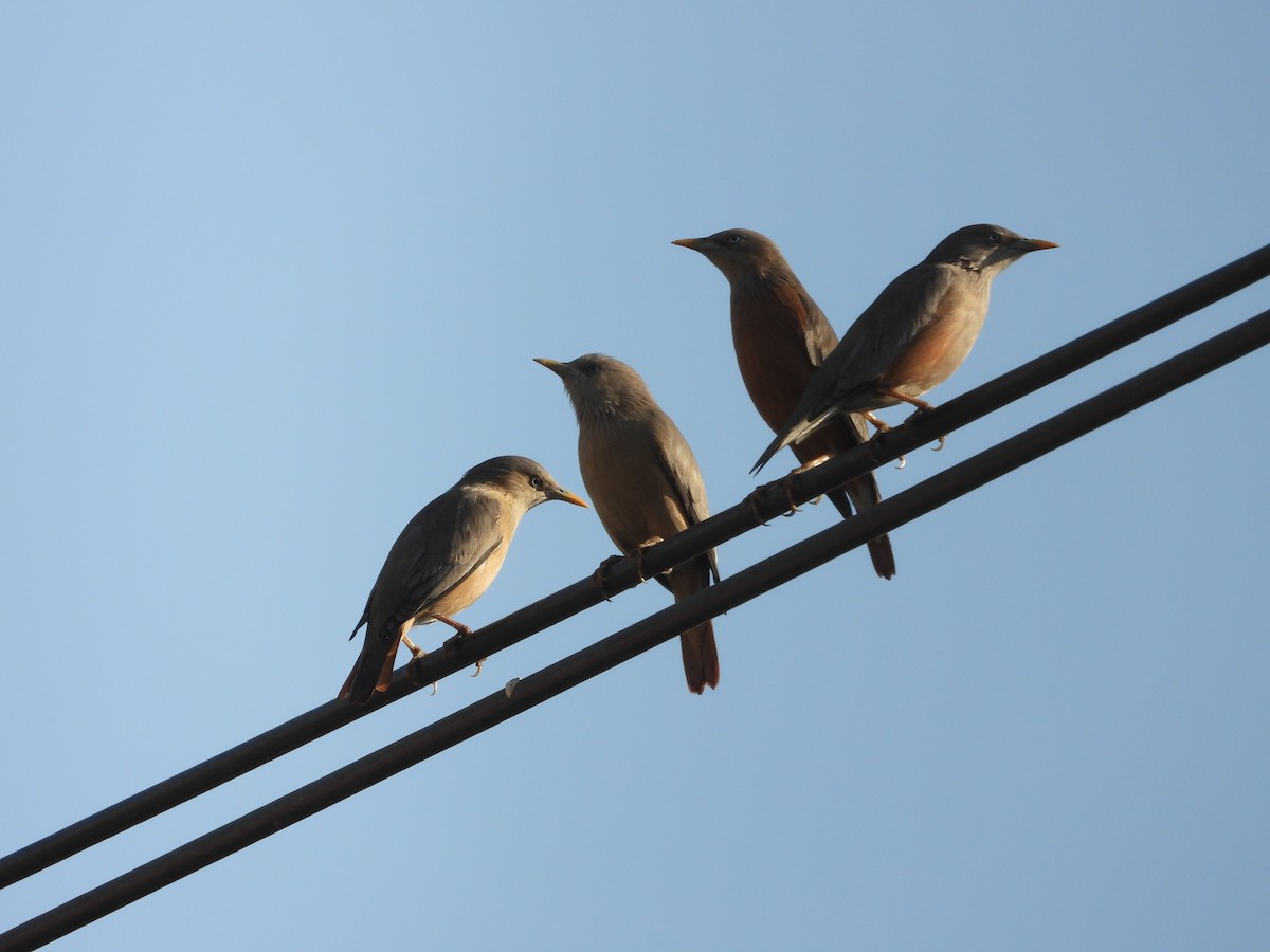 Chestnut-tailed Starling - ML646776382