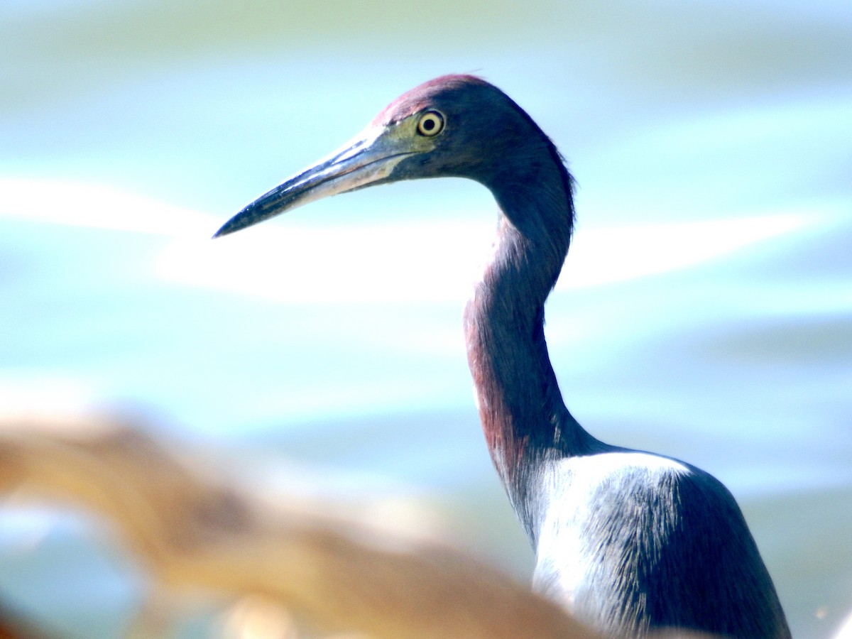 Mavi Balıkçıl - ML646776383