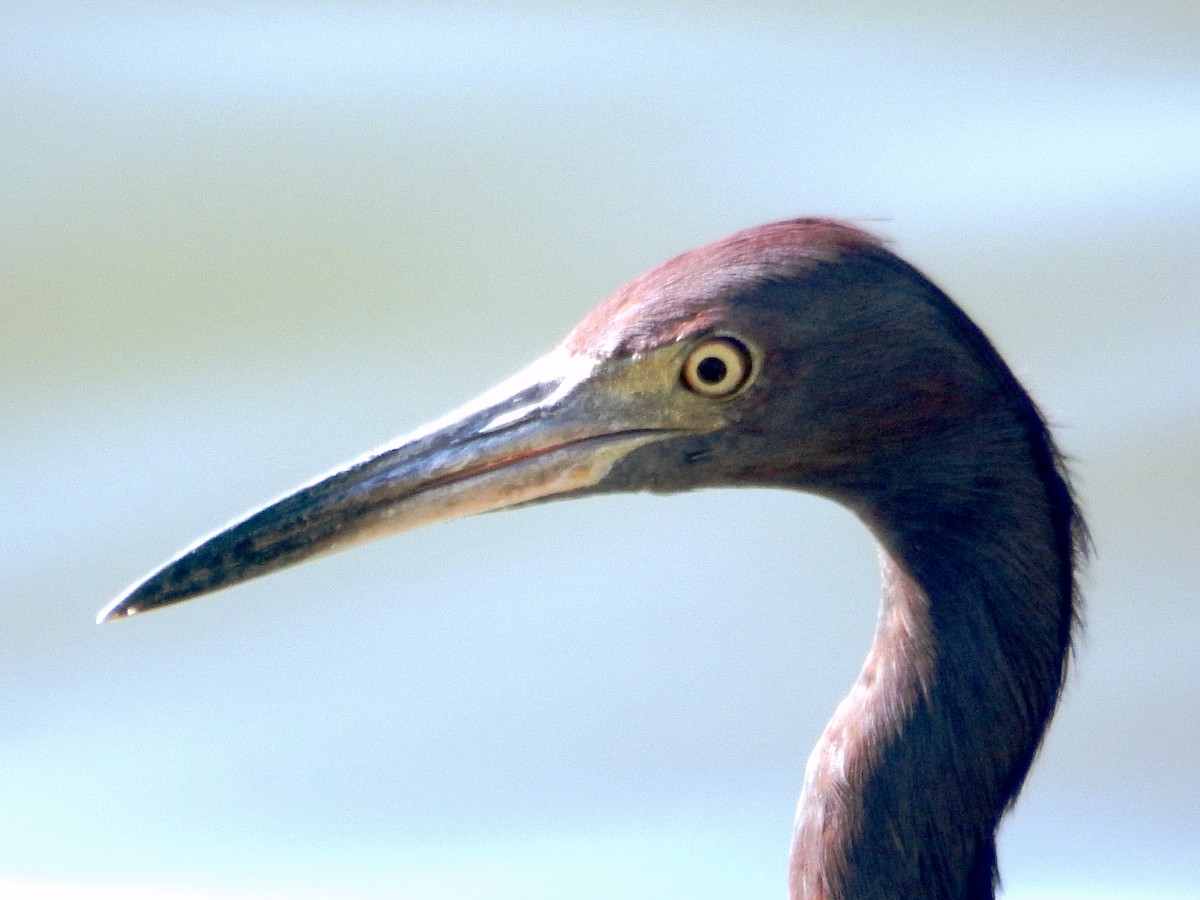 Mavi Balıkçıl - ML646776384